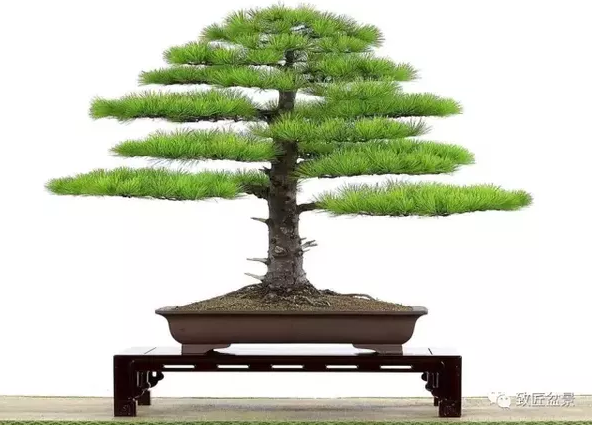 盆景知識：栽培與養(yǎng)護(hù)的九個(gè)要素