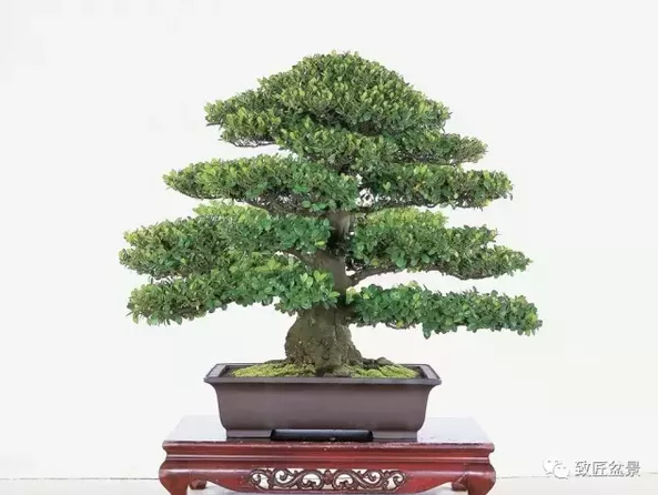 盆景知識：栽培與養(yǎng)護(hù)的九個(gè)要素