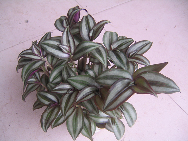 6種好養(yǎng)活的盆栽植物
