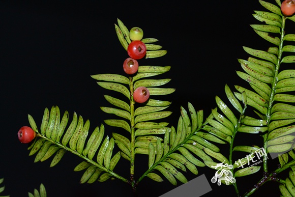 重慶公布野生植物資源調(diào)查成果