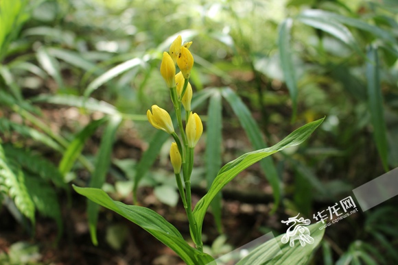 重慶公布野生植物資源調(diào)查成果