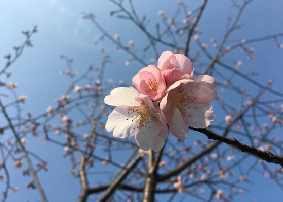 上海植物園發布3月上旬花訊