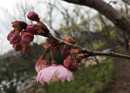 上海植物園發布3月上旬花訊