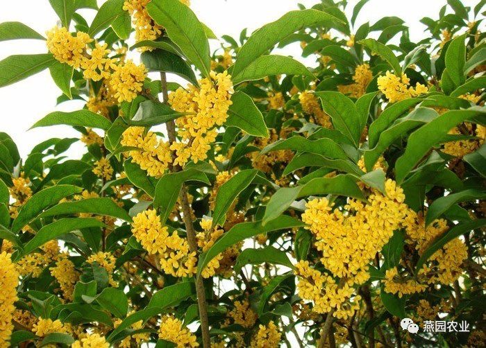 盤點(diǎn)常見觀花大喬木
