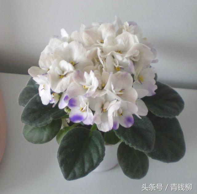 紫羅蘭的栽培技術：提高紫羅蘭的生長品質(zhì)