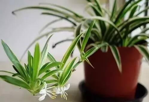 適合家庭栽培的吸毒植物，你知道哪些？