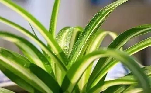 適合家庭栽培的吸毒植物，你知道哪些？