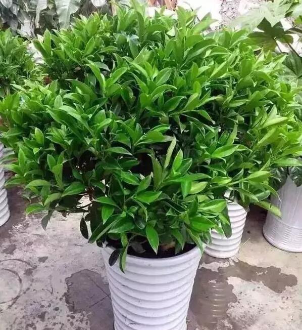 適合家庭栽培的吸毒植物，你知道哪些？