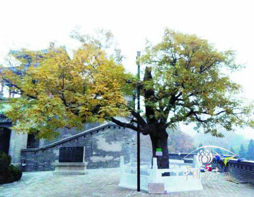 邯鄲叢臺公園一級國槐古樹保護工程完工