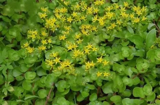 認識植物：這些常見的園林植物你認識嗎？