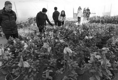 苗木價格大跳水 安徽企業(yè)組團(tuán)來吆喝