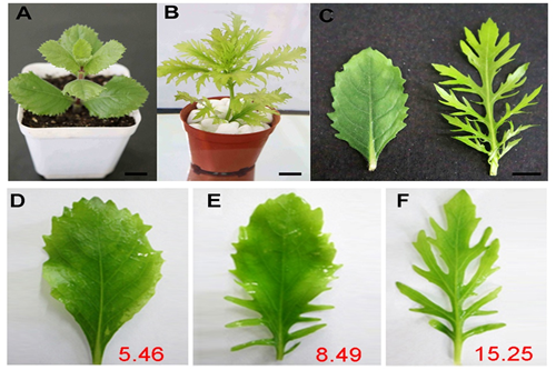 水生異形葉發(fā)育機制研究的模式植物被確認