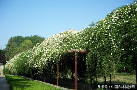 木香的價值和栽培技術(shù)