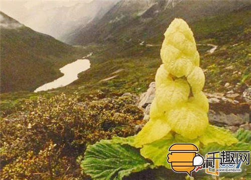 塔黃：植物界長得像大白菜的“九層妖塔”