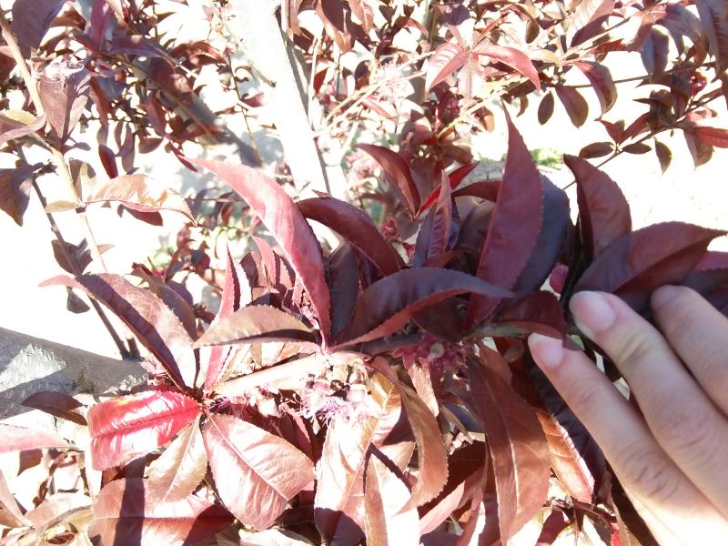 擺擂臺(tái) 引領(lǐng)園林植保高工效遍地開(kāi)花