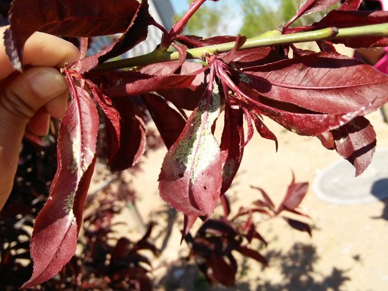 擺擂臺(tái) 引領(lǐng)園林植保高工效遍地開(kāi)花