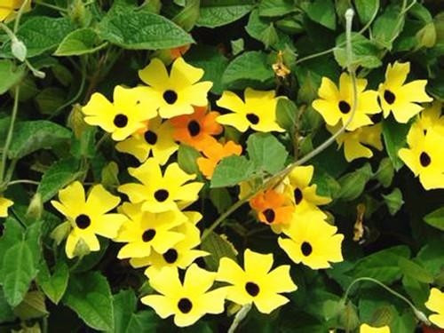 適合在家中陽(yáng)臺(tái)種植的藤本植物