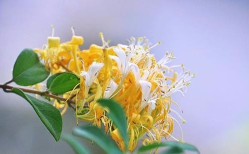 適合在家中陽(yáng)臺(tái)種植的藤本植物