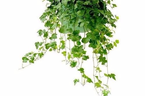 適合在家中陽(yáng)臺(tái)種植的藤本植物