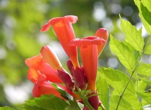 適合在家中陽(yáng)臺(tái)種植的藤本植物