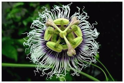 適合在家中陽(yáng)臺(tái)種植的藤本植物