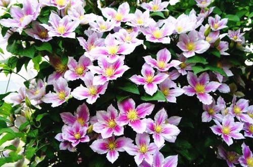 適合在家中陽(yáng)臺(tái)種植的藤本植物