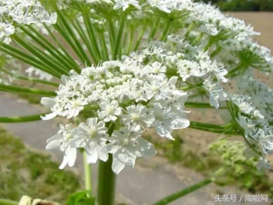 美國多州驚現恐怖植物 接觸后后果非常嚴重