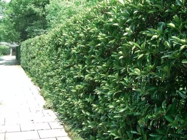 一起走進(jìn)庭院綠籬的世界