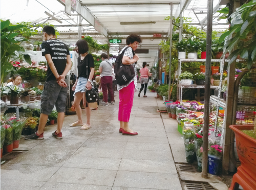 為啥買的花老養(yǎng)不活？ 花卉市場(chǎng)貓膩大起底