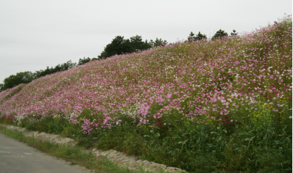 西安植物園護坡噴播綠化技術取得新突破
