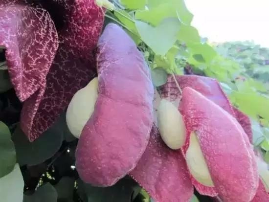 英國專家的研究表明，植物是有“語言”的