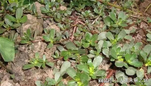 植物也會(huì)像動(dòng)物一樣爭(zhēng)奪地盤以維持生存？