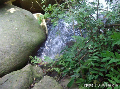 植物也會(huì)像動(dòng)物一樣爭(zhēng)奪地盤以維持生存？