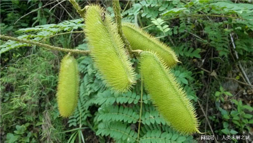 植物也會(huì)像動(dòng)物一樣爭(zhēng)奪地盤以維持生存？