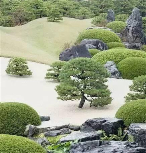 日式園林中樹的氣場