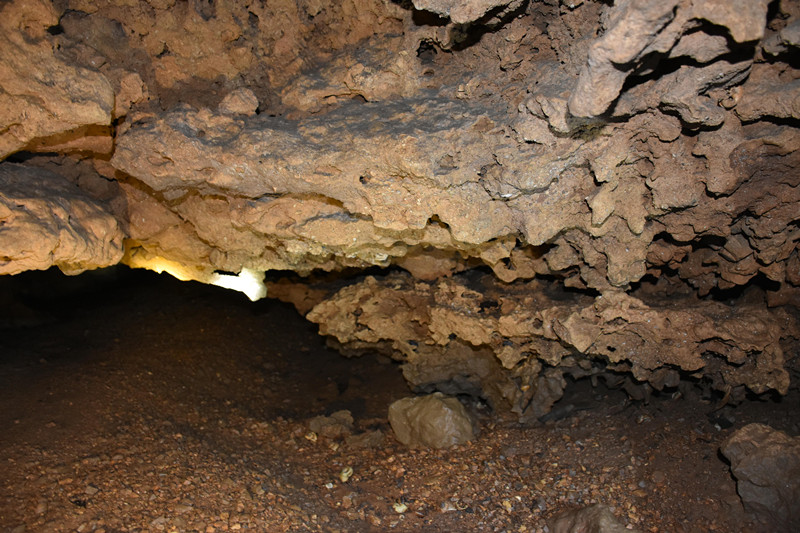 廣東陽(yáng)春崆峒巖景區(qū)發(fā)現(xiàn)疑似動(dòng)植物化石