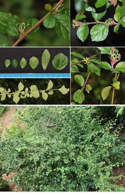 云南：元江發(fā)現(xiàn)大戟科植物新種希陶木