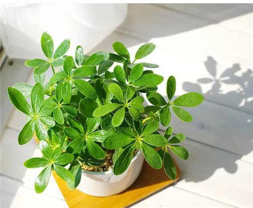 剛裝修完甲醛重，要擺這些植物才能吸毒！
