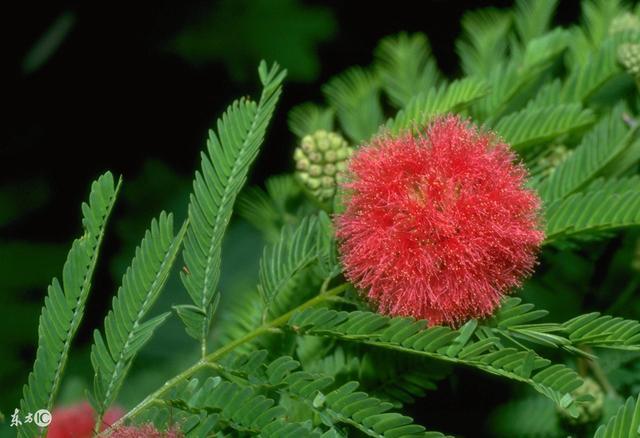 如果植物出現(xiàn)批量地反常，可能地震要來了