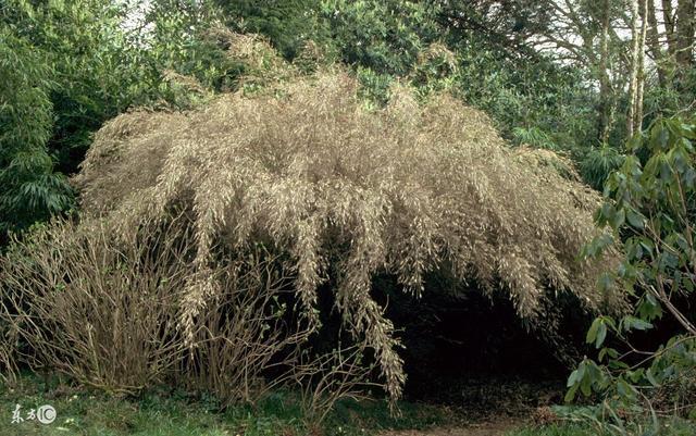 如果植物出現(xiàn)批量地反常，可能地震要來了