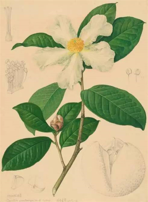 植物科學畫，宜興有名家