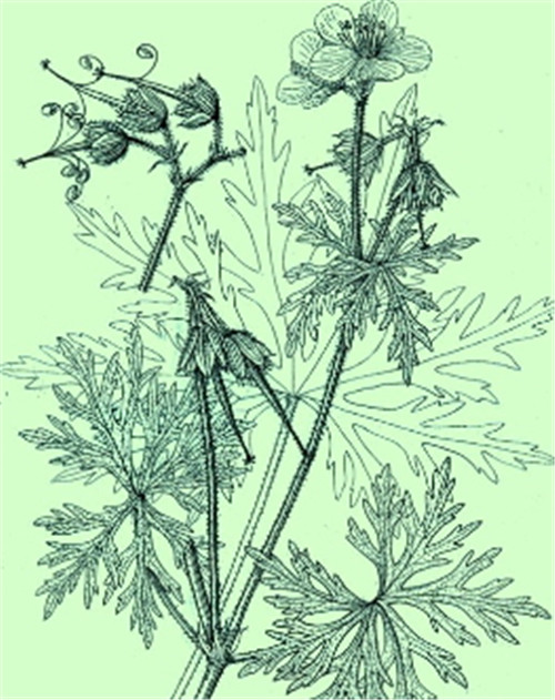 植物科學畫，宜興有名家
