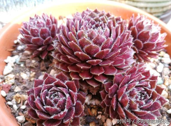 想養(yǎng)好多肉植物需要經(jīng)驗(yàn)的積累