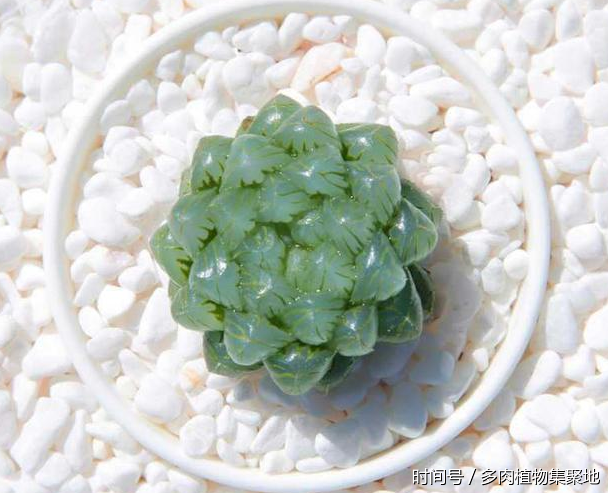 想養(yǎng)好多肉植物需要經(jīng)驗(yàn)的積累
