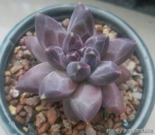 想養(yǎng)好多肉植物需要經(jīng)驗(yàn)的積累