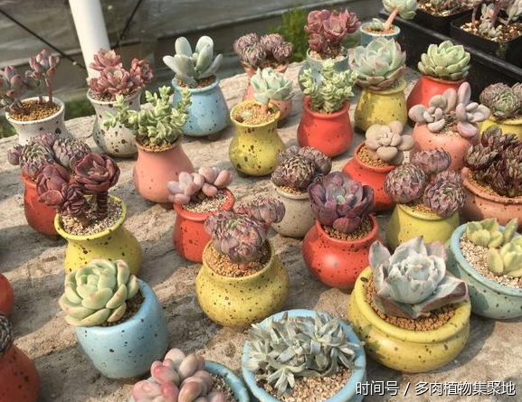 想養(yǎng)好多肉植物需要經(jīng)驗(yàn)的積累
