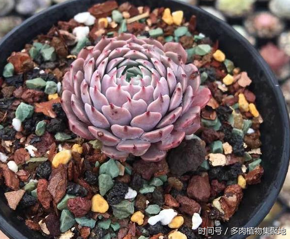想養(yǎng)好多肉植物需要經(jīng)驗(yàn)的積累