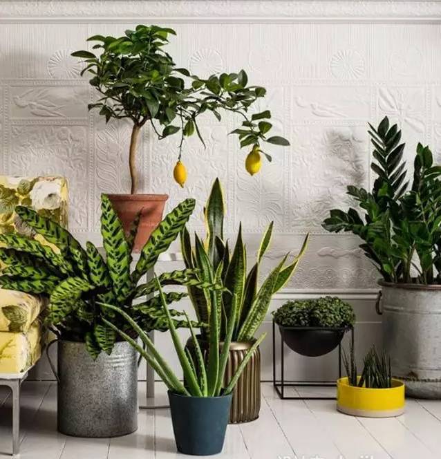 光線不好也能養的植物，給你推薦這10種