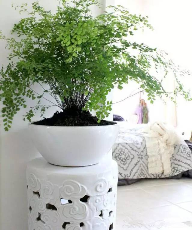 光線不好也能養的植物，給你推薦這10種