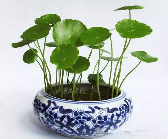 光線不好也能養的植物，給你推薦這10種